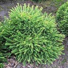 Cryptomeria Dinger