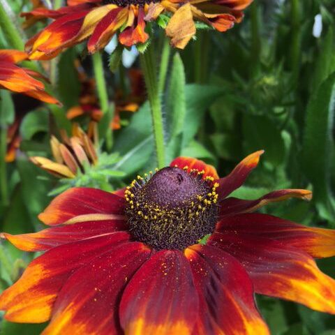 Rudbeckia Denver Daisy